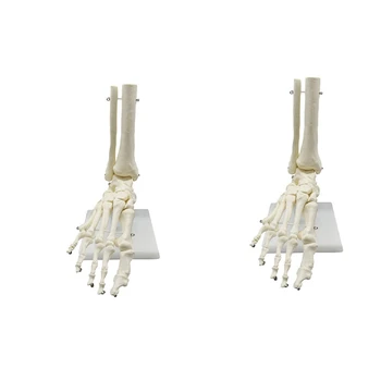 2X 1: 1 Emberi csontváz láb anatómiai modell láb és boka szárral Anatómiai modell Anatómiai tananyagok