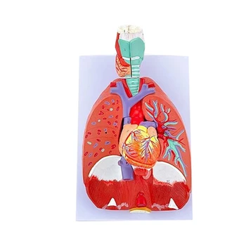 G5AA anatómiai szív tüdőtorok modell mutatja a tüdőlégcső rendszer részleteit