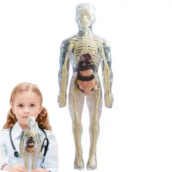 Gyerek anatómiai játékok 3D emberi test játék test anatómiai modell lágy emberi test anatómiai baba valósághű kivehető szervcsont kijelző