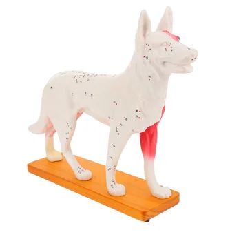 Kutya akupont modell iskolai oktatási eszköz Kutya test akupunktúra Kínai orvoslás Szakmai képzési modellek